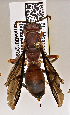  ( - PMAE0505)  @12 [ ] CreativeCommons - Attribution Non-Commercial Share-Alike (2015) Royal Alberta Museum Royal Alberta Museum