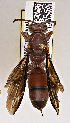  ( - PMAE0506)  @12 [ ] CreativeCommons - Attribution Non-Commercial Share-Alike (2015) Royal Alberta Museum Royal Alberta Museum