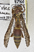  ( - PMAE0539)  @13 [ ] CreativeCommons - Attribution Non-Commercial Share-Alike (2016) Royal Alberta Museum Royal Alberta Museum