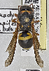  (Euodynerus tempiferus - PMAE0551)  @11 [ ] CreativeCommons - Attribution Non-Commercial Share-Alike (2016) Royal Alberta Museum Royal Alberta Museum