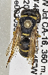  (Euodynerus sp. MB-FS - PMAE0578)  @12 [ ] CreativeCommons - Attribution Non-Commercial Share-Alike (2016) Royal Alberta Museum Royal Alberta Museum