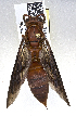  ( - PMAE0621)  @12 [ ] CreativeCommons - Attribution Non-Commercial Share-Alike (2017) Royal Alberta Museum Royal Alberta Museum