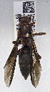  ( - PMAE0665)  @12 [ ] CreativeCommons - Attribution Non-Commercial Share-Alike (2017) Royal Alberta Museum Royal Alberta Museum