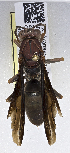  ( - PMAE0666)  @12 [ ] CreativeCommons - Attribution Non-Commercial Share-Alike (2017) Royal Alberta Museum Royal Alberta Museum
