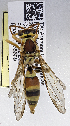  ( - PMAE0667)  @11 [ ] CreativeCommons - Attribution Non-Commercial Share-Alike (2017) Royal Alberta Museum Royal Alberta Museum