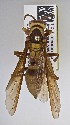  ( - PMAE0714)  @13 [ ] CreativeCommons - Attribution Non-Commercial Share-Alike (2019) Royal Alberta Museum Royal Alberta Museum