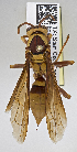  ( - PMAE0715)  @13 [ ] CreativeCommons - Attribution Non-Commercial Share-Alike (2019) Royal Alberta Museum Royal Alberta Museum