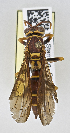  ( - PMAE0717)  @12 [ ] CreativeCommons - Attribution Non-Commercial Share-Alike (2019) Royal Alberta Museum Royal Alberta Museum