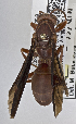  ( - PMAE0733)  @12 [ ] CreativeCommons - Attribution Non-Commercial Share-Alike (2019) Royal Alberta Museum Royal Alberta Museum