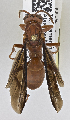  ( - PMAE0734)  @12 [ ] CreativeCommons - Attribution Non-Commercial Share-Alike (2019) Royal Alberta Museum Royal Alberta Museum