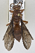  ( - PMAE0735)  @12 [ ] CreativeCommons - Attribution Non-Commercial Share-Alike (2019) Royal Alberta Museum Royal Alberta Museum