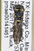  (Parancistrocerus texensis - PMAE0743)  @12 [ ] CreativeCommons - Attribution Non-Commercial Share-Alike (2019) Royal Alberta Museum Royal Alberta Museum