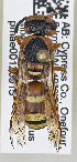  (Euodynerus annulatus-complex - PMAE0750)  @13 [ ] CreativeCommons - Attribution Non-Commercial Share-Alike (2019) Royal Alberta Museum Royal Alberta Museum