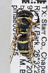  ( - PMAE0759)  @13 [ ] CreativeCommons - Attribution Non-Commercial Share-Alike (2019) Royal Alberta Museum Royal Alberta Museum