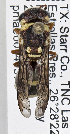  (Euodynerus sp. MB-AE - PMAE0760)  @11 [ ] CreativeCommons - Attribution Non-Commercial Share-Alike (2019) Royal Alberta Museum Royal Alberta Museum