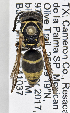  (Euodynerus alvarado - PMAE0762)  @11 [ ] CreativeCommons - Attribution Non-Commercial Share-Alike (2019) Royal Alberta Museum Royal Alberta Museum