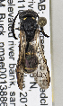  ( - PMAE0763)  @12 [ ] CreativeCommons - Attribution Non-Commercial Share-Alike (2019) Royal Alberta Museum Royal Alberta Museum