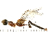  (Anax sp. 5 - HLC-24660)  @11 [ ] CreativeCommons - Attribution (2008) Unspecified Centre for Biodiversity Genomics
