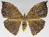  (Oxytenis modoccidentalis - USNM ENT 01069596)  @14 [ ] Unspecified (default): All Rights Reserved  Unspecified Unspecified
