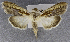  (Cucullia pallidistria - USNM ENT 01374073)  @13 [ ] Unspecified (default): All Rights Reserved  Unspecified Unspecified