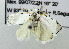  (Stenoma aztecana - USNM ENT 01067151)  @13 [ ] Unspecified (default): All Rights Reserved  Unspecified Unspecified