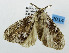  (Lymantria bantaizana - USNM ENT 01067158)  @12 [ ] Unspecified (default): All Rights Reserved  Unspecified Unspecified