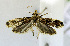  (Neodavisia n. sp - USNM ENT 01067284)  @14 [ ] Unspecified (default): All Rights Reserved  Unspecified Unspecified