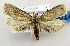 (Stenoma catenifer - USNM ENT 01067294)  @15 [ ] Unspecified (default): All Rights Reserved  Unspecified Unspecified