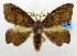  (Amphitorna submontana - USNM ENT 01067347)  @15 [ ] Unspecified (default): All Rights Reserved  Unspecified Unspecified