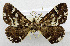  (Scotocyma miscix - USNM ENT 01067349)  @11 [ ] Unspecified (default): All Rights Reserved  Unspecified Unspecified