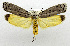  (Ethmia praeclara - USNM ENT 01067477)  @14 [ ] Unspecified (default): All Rights Reserved  Unspecified Unspecified
