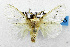  (Mesoscia unifascia - USNM ENT 01067752)  @14 [ ] Unspecified (default): All Rights Reserved  Unspecified Unspecified