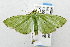  (Parotis sp - USNM ENT 01067770)  @14 [ ] Unspecified (default): All Rights Reserved  Unspecified Unspecified
