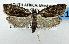  ( - USNM ENT 01067808)  @14 [ ] Unspecified (default): All Rights Reserved  Unspecified Unspecified