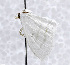  (Problepsis meroearia - USNM ENT 01067824)  @13 [ ] Unspecified (default): All Rights Reserved  Unspecified Unspecified