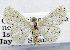  (Scopula lactaria - USNM ENT 01067850)  @14 [ ] Unspecified (default): All Rights Reserved  Unspecified Unspecified