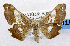  (Xenimpia trizonata - USNM ENT 01067853)  @14 [ ] Unspecified (default): All Rights Reserved  Unspecified Unspecified