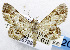  (Gymnoscelis concinna - USNM ENT 01067884)  @13 [ ] Unspecified (default): All Rights Reserved  Unspecified Unspecified