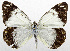  (Belenois java - USNM ENT 01067913)  @11 [ ] Unspecified (default): All Rights Reserved  Unspecified Unspecified