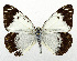  ( - USNM ENT 01067913a)  @11 [ ] Unspecified (default): All Rights Reserved  Unspecified Unspecified