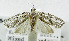  (Isotenes inae - USNM ENT 01067939)  @14 [ ] Unspecified (default): All Rights Reserved  Unspecified Unspecified
