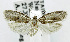 ( - USNM ENT 01067940)  @11 [ ] Unspecified (default): All Rights Reserved  Unspecified Unspecified