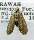  (Imma otoptera - USNM ENT 01067947)  @13 [ ] Unspecified (default): All Rights Reserved  Unspecified Unspecified