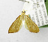  (Lirabotys - USNM ENT 01067979)  @11 [ ] Unspecified (default): All Rights Reserved  Unspecified Unspecified