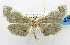  (Diathrausta olumbealis - USNM ENT 01067999)  @11 [ ] Unspecified (default): All Rights Reserved  Unspecified Unspecified
