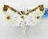  (Nistra leucostola - USNM ENT 01068000)  @11 [ ] Unspecified (default): All Rights Reserved  Unspecified Unspecified