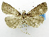  (Hydrillodes melanozona - USNM ENT 01068026)  @14 [ ] Unspecified (default): All Rights Reserved  Unspecified Unspecified