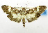  (Ategumia nr. dissipatalis - USNM ENT 01068033)  @14 [ ] Unspecified (default): All Rights Reserved  Unspecified Unspecified