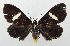  (Mimeusemia simplex - USNM ENT 01068124)  @14 [ ] Unspecified (default): All Rights Reserved  Unspecified Unspecified