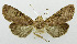  (Tiracola plagiata complex - USNM ENT 01068188)  @13 [ ] Unspecified (default): All Rights Reserved  Unspecified Unspecified